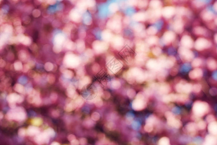 春色背景与粉红色的樱花之樱图片