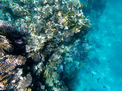 红海珊瑚礁的水下摄影图片