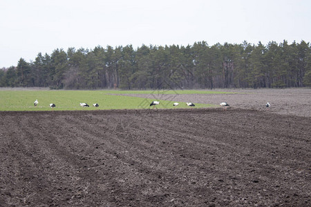 斯托克在田里寻找食物斯陶克穿过耕种的田地春图片