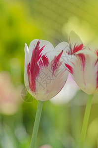 花园里有红色条纹的白色郁金香双色红白郁金香白色郁金香花瓣背景图片