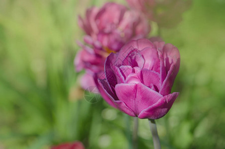 特里全紫罗兰色牡丹花丁图片