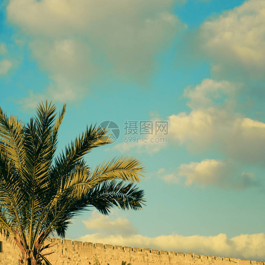 在以色列枣椰树紧贴天空图片