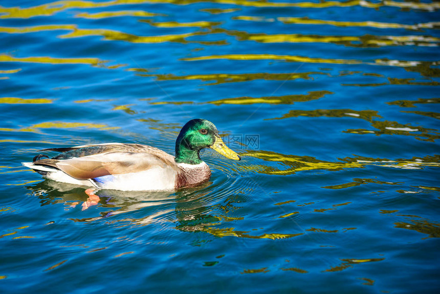 野生动物中的鸟类和动物令人惊叹的野鸭在阳光景观下的蓝色水湖或河流中游泳有趣的鸭图片