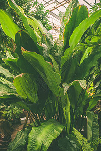 热带植物温室植物园图片
