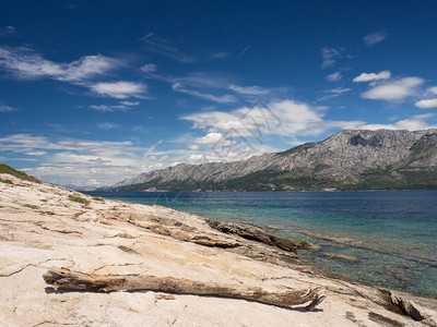 克罗地亚Hvar岛海岸上树枝干图片