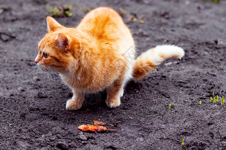 街头猫坐在地上吃鱼帮助无图片