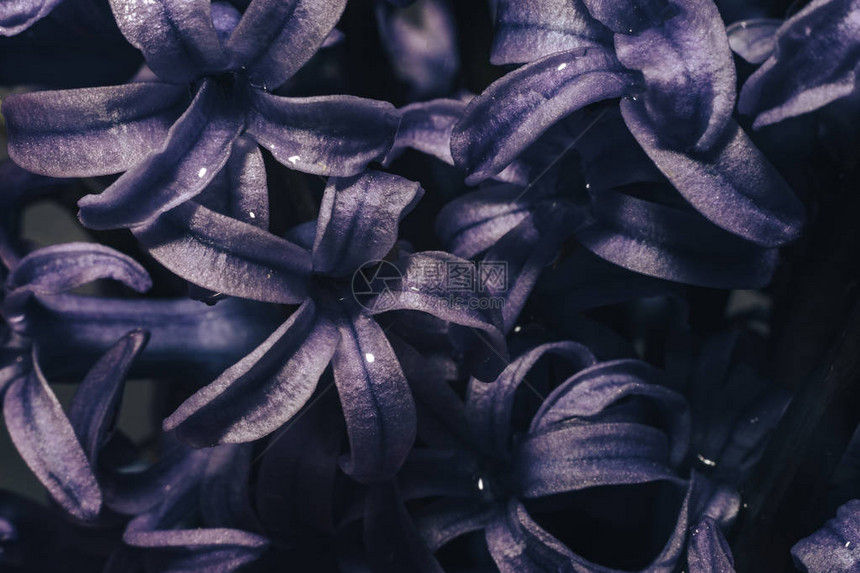 花瓶中的紫色花图片