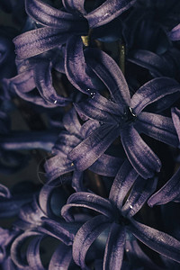 花瓶中的紫色花图片