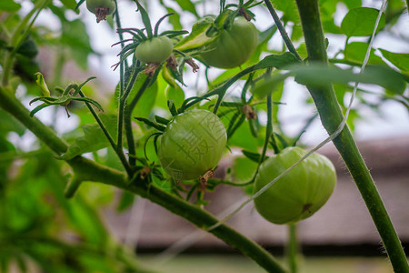 西红柿在温室里成熟家的收获在温室中收获自制蔬菜温室里的西红柿树图片
