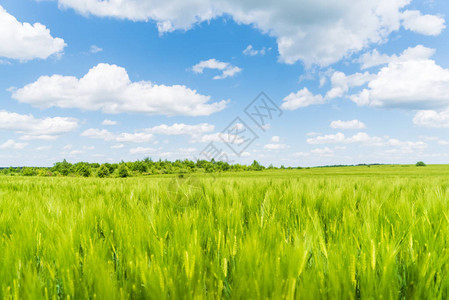 夏季风景绿色黑麦地和多图片