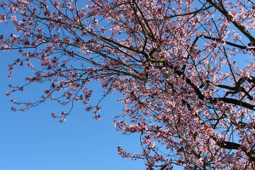 粉红樱花的闪现樱花在蓝天空图片