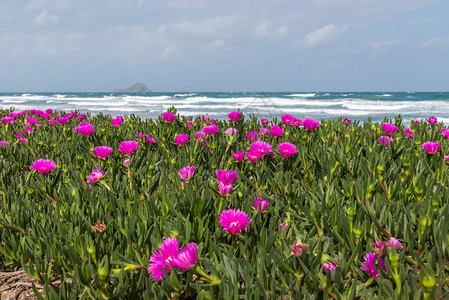 地中海沿岸的Portulak图片