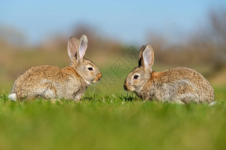 天兔夏季时在草丛中的兔背景