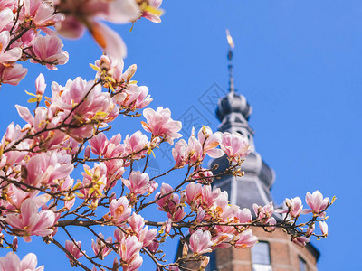苏兰吉阿那春天在格罗宁根开满木兰花的旧塔在蓝天背景的美丽的桃红色木兰玉兰花最温暖的背景