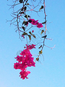 粉红色的花朵挂在树枝上映衬着蓝天图片
