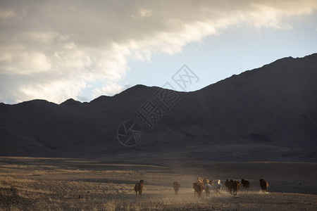 蒙戈利亚西部风景中的野生普泽高清图片