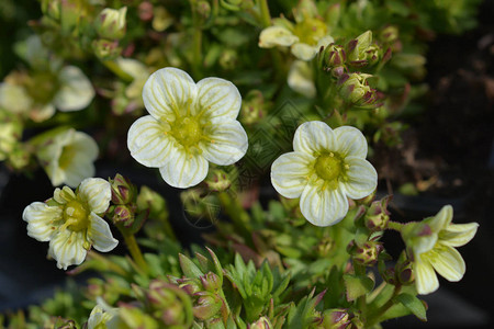 虎耳草雪毯拉丁名SaxifragaxarendsiiSchneet图片