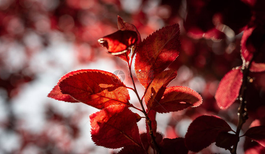 野樱桃树的红叶图片