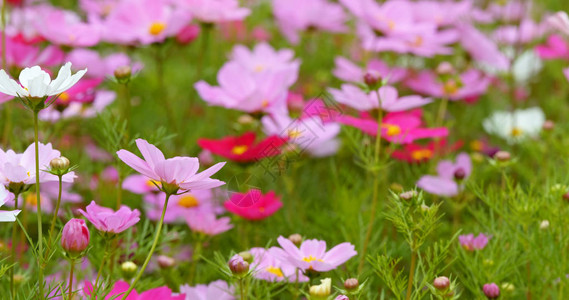 公园里的波斯菊花特写图片