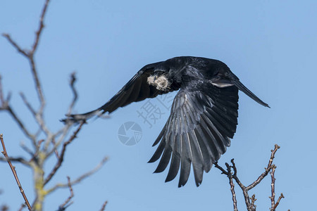 空中飞翔的翅膀伸展鸟巢材料套在嘴图片