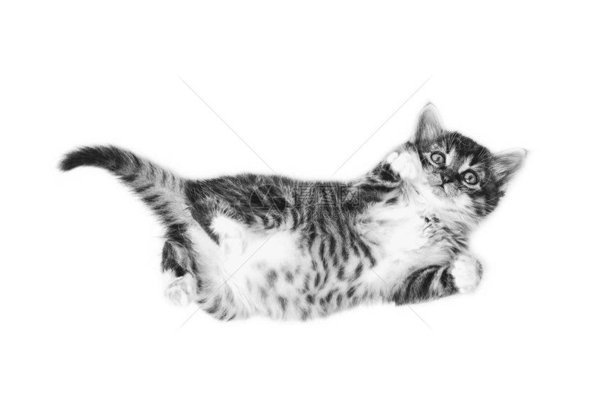 小可爱的灰色毛茸的小猫躺在白色背景黑白照片图片