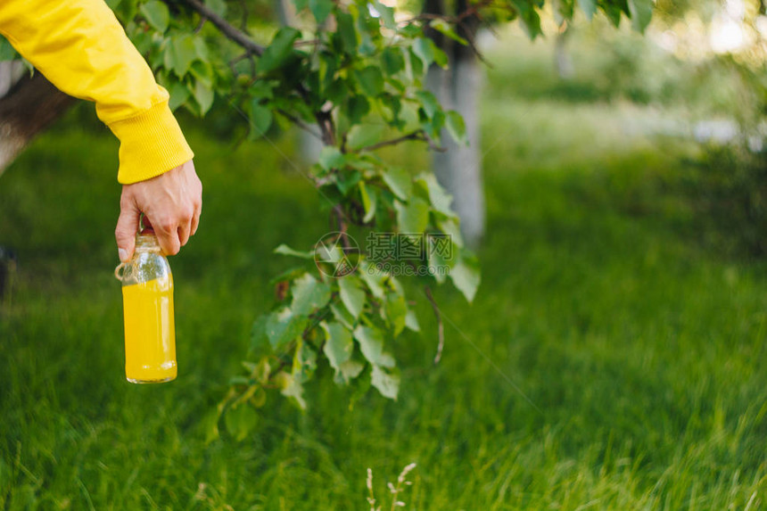 在公园的树木和绿草地背景上男人手持一瓶自制柠檬水阳光明媚的一天图片