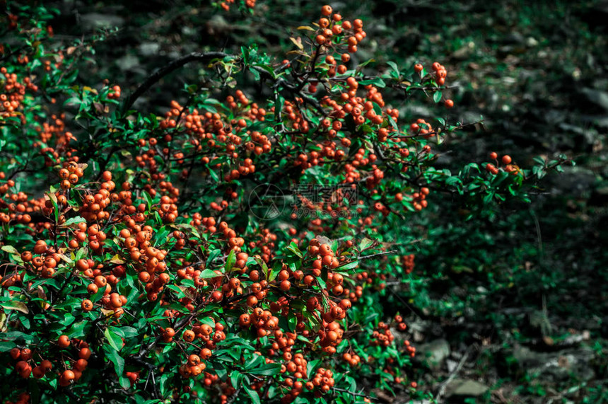 森林中的红色成熟越橘越橘蔓越莓植物美丽的秋季森林景观图片