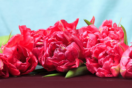 红色和粉红色郁金香的春花有文字空图片