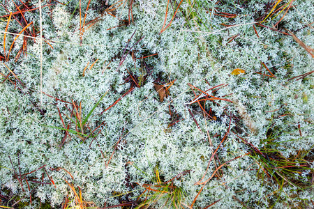 针叶林地上的苔藓和地衣图片
