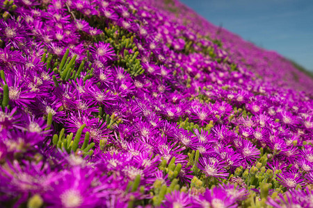 美丽的紫花加州原住民野图片