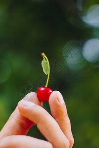 一个男人的手拿着一个新鲜采摘的成熟的红甜樱桃果实高清图片