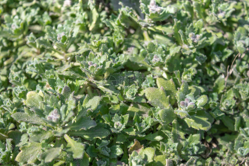 花园里的百年花朵绿色装饰植物用于景观设计图片