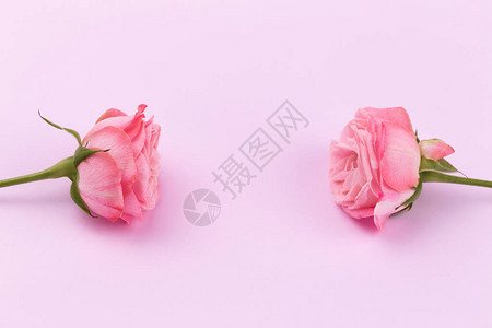 两朵微妙的玫瑰在美丽的粉红色背景上图片