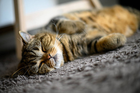 可爱的猫睡在地板毯上图片