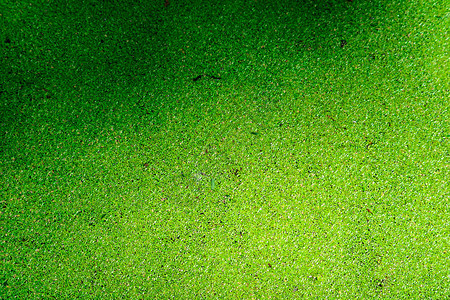 蚊子蕨有绿色和黄色池塘水面落叶图片