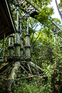 马来西亚婆罗洲塞皮洛克雨林发现中心雨林图片