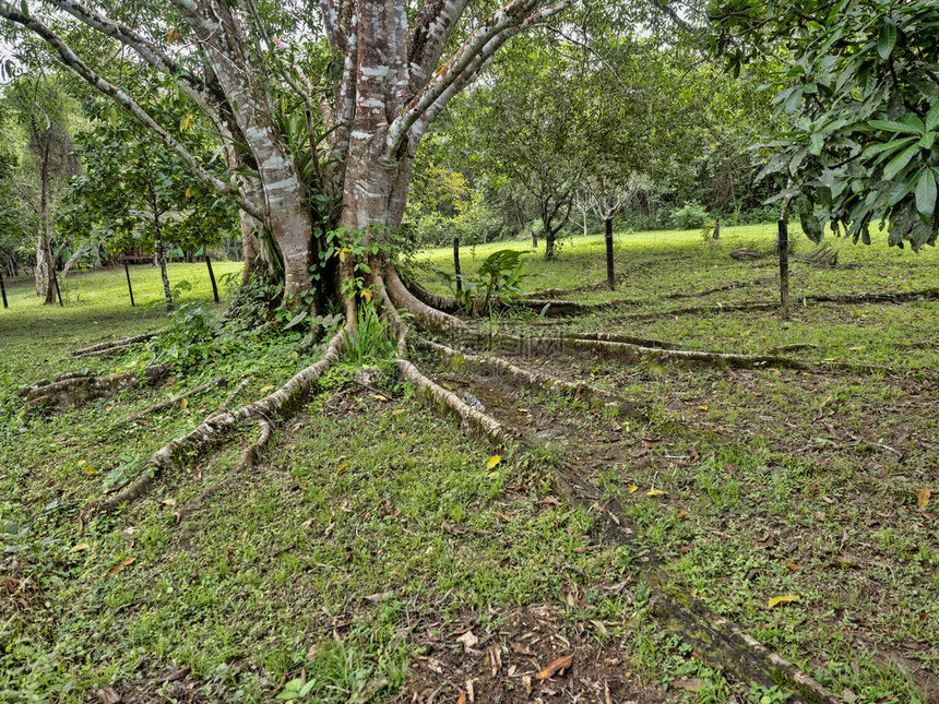 长的树根从热带雨林中爬出伯利兹图片