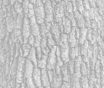 天然纹理背景的旧橡树皮浅图片