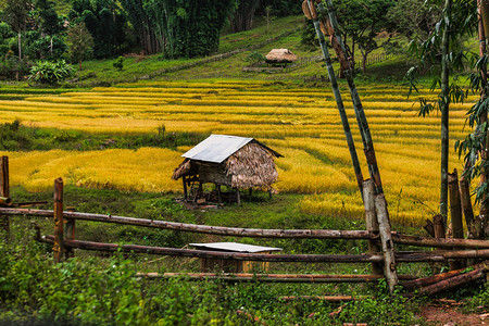 泰国的农业和绿图片