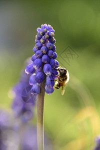 紫罗兰花的蜜蜂授粉图片