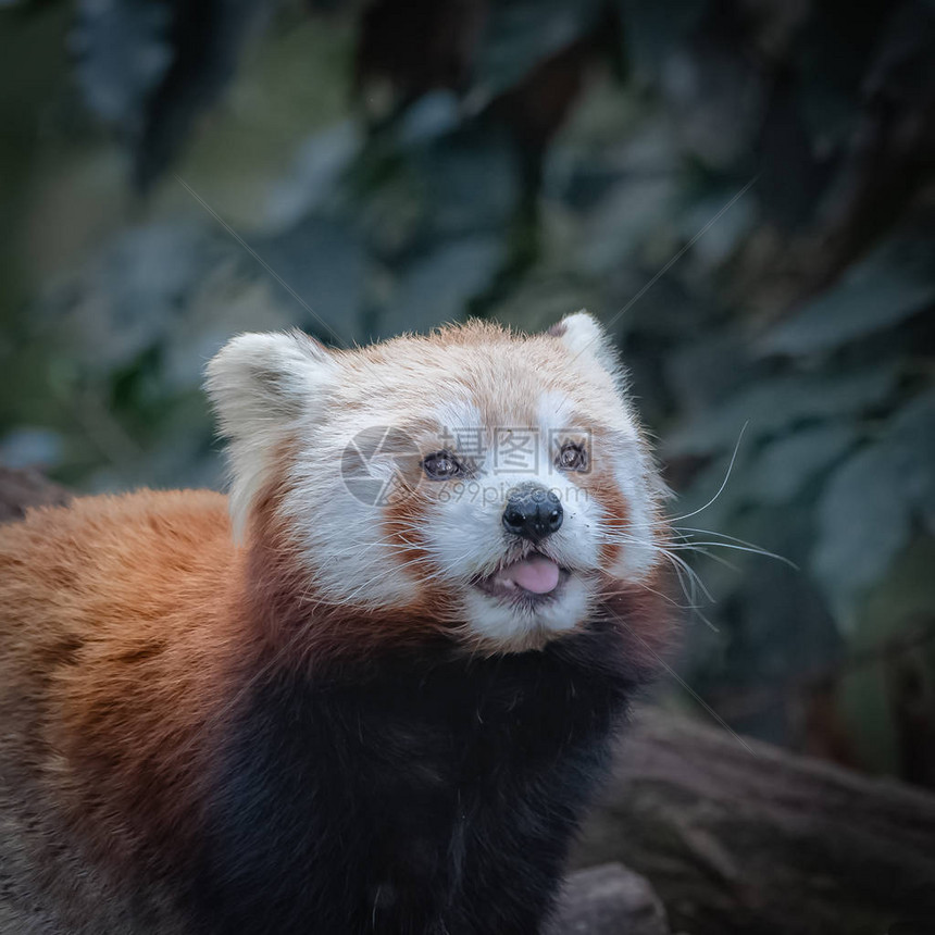 小熊猫一只可爱动物的肖像图片