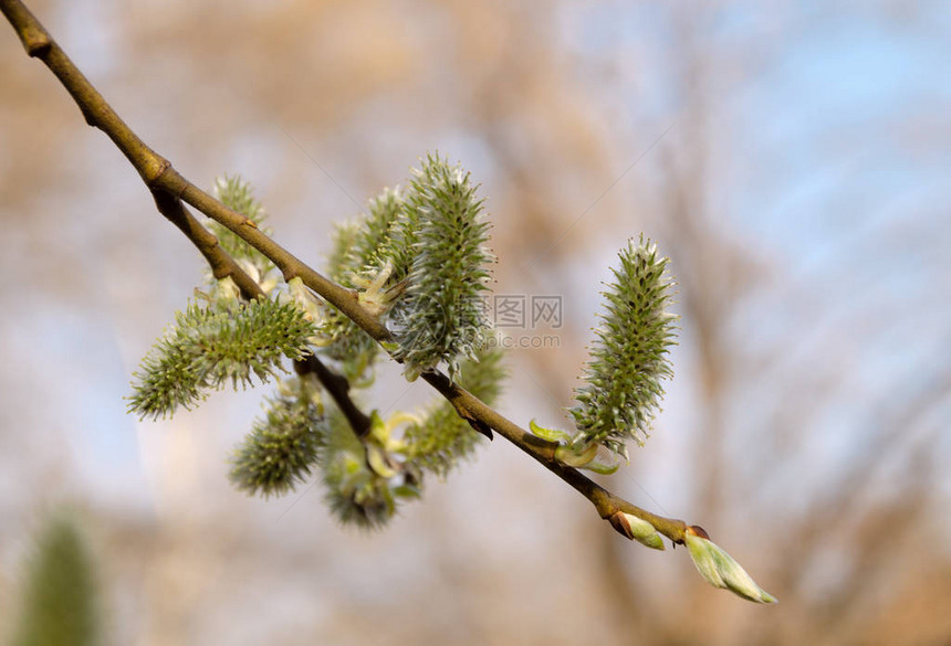 阳光明媚的春日树枝上的绿色耳环特写图片