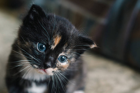 有白色和红色斑点和蓝色眼睛特写的小黑猫图片