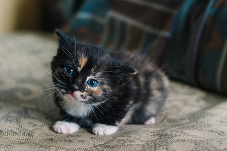 一只小黑猫有白色和红色斑点还有蓝眼睛躺在沙发上图片