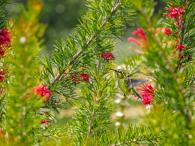 安娜的蜂鸟Calypteanna在夏天以红色花朵为食不列颠哥伦比亚省图片