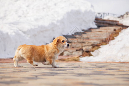 可爱的威尔士柯基犬彭布罗克小狗在户外散步在白雪公园冬季森林玩乐图片