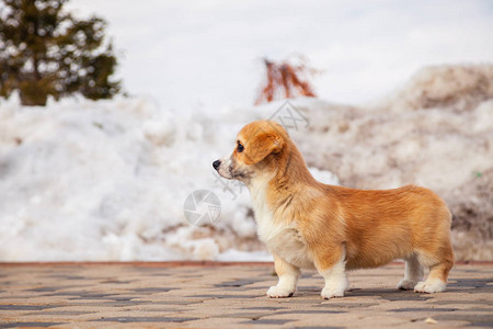 可爱的红色威尔士柯基犬彭布罗克小狗在户外散步跑步在白雪公园冬季玩乐图片