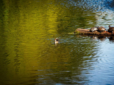 野鸭小在池塘里游泳图片