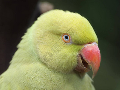 黄色印度环形鹦鹉Psittaculakr图片