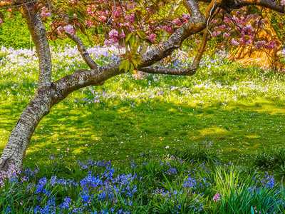 樱桃树在春天开花蓝色图片